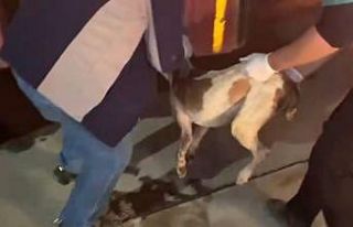 Sulama kanalına düşen köpeği itfaiye ekipleri...