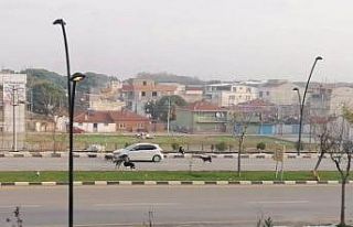 Sürücülerin sokak köpekleriyle imtihanı