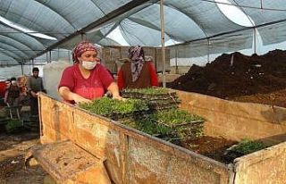Susuzluğa dayanıklı hazır çim büyük rağbet...