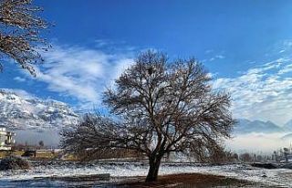 Tarihi çınar ağaçları her mevsim ayrı görsel...