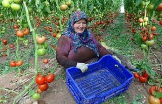 Tarla ile market arasındaki fiyat farkı üreticiyi...