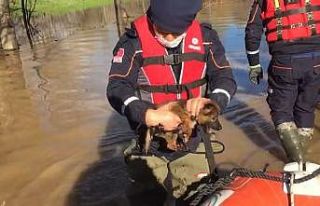 Taşkında mahsur kalan 3 yavru köpek kurtarıldı