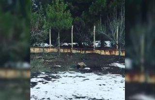 Tavuğunu yiyen tilkiye "Afiyet olsun" dedi