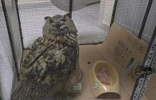 Tedavi edilen Puhu kuşu doğaya salındı