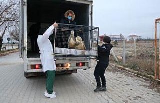 Tedavisi ve rehabilitasyonu tamamlanan 9 yaban hayvanı...