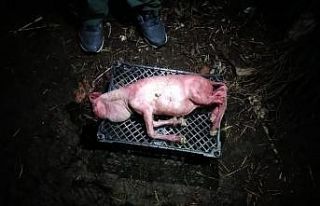 Tekirdağ’da şaşkınlık veren ikiz kuzular...Biri...