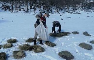 Teröristleri kovaladıkları dağlarda hayvanları...