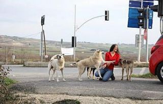 THY’de görevli kabin memurundan sokak hayvanlarına...