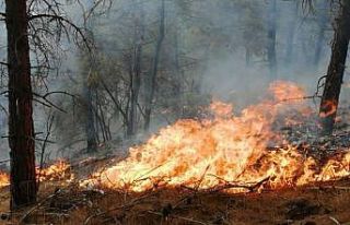 Tokat’ta orman yangını