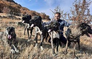 Tomarza’nın Çapar Köpekleri büyük ilgi görüyor