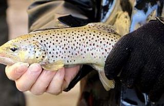 Trabzon’da geçen yıl 2 milyon 100 bin adet yavru...