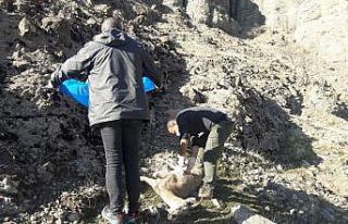Tunceli’de 8 yaban keçisi telef oldu, inceleme...