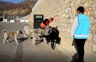 Tunceli’de sokak hayvanlarını unutmuyor