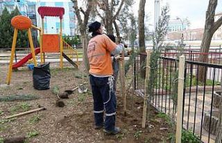 Turgutlu Belediyesinden Mimar Sinan Parkında ağaçlandırma...