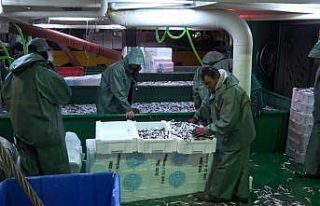 Türkiye’nin hamsileri Kırklareli’den