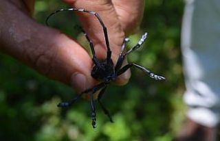 Turunçgil uzun antenli böceği Trabzon’da tarım...