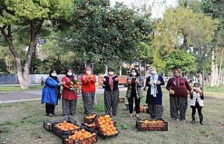 Turunçlar reçel olup sofralara gelecek