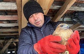 Uçamayan şahin; DKMP ekiplerine teslim edildi