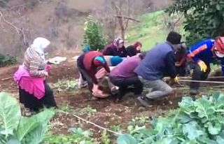 Uçurumun kenarında kalan inek uzun uğraşlar sonucu...