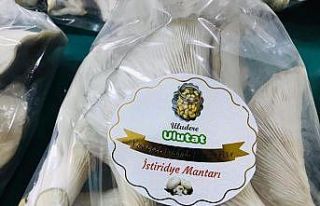 Uludere’de istiridye mantarı hasadı yapıldı