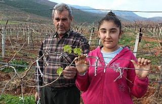 Üzüm bağları yalancı bahara aldandı