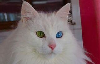 Van kedilerinin artık kimliği var