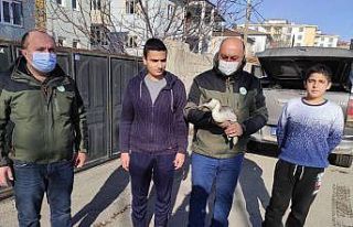 Van’da bitkin halede bulunan Bahri kuşu tedavi...