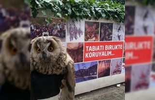 Vatandaşlar tarafından bulunan yavru baykuş koruma...