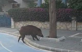Yaban domuzu Marmaris sokaklarında korkusuzca gezdi
