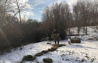 Yaban hayatına yarım ton yem bırakıldı