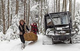 Yaban hayatına yem bırakıldı