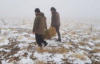 Yaban hayatına yem desteği