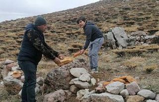 Yaban hayvanlarına yem bırakıldı