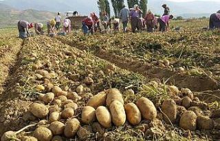 Yağışlı hava patates ekimlerini hızlandırdı