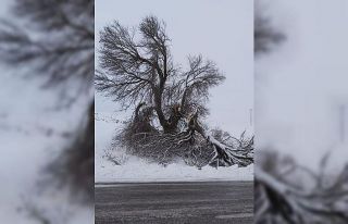 Yaklaşık 3 asırlıktı, ikiye bölündü