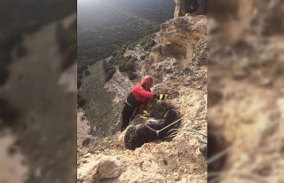 Yamaçta mahsur kalan keçilerin yardımına itfaiye...