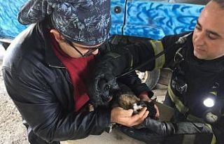 Yangında boğulmak üzere olan kedi oksijenle hayata...