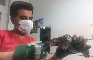 Yaralı atmaca tedavi altına alındı