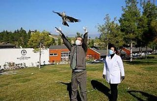 Yaralı atmaca tedavisinin ardından özgürlüğe...