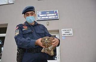 Yaralı atmacaya jandarma şefkati