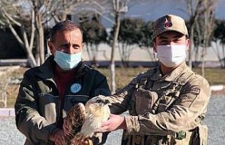 Yaralı, doğan kuşu tedavi altına alındı