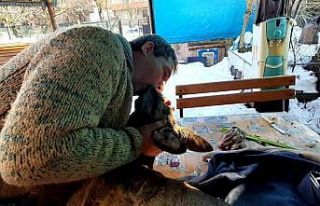 Yaralı karacayı hayata döndürmek için suni teneffüs...