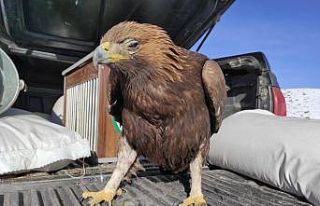 Yaralı Kartal tedavi altına alındı