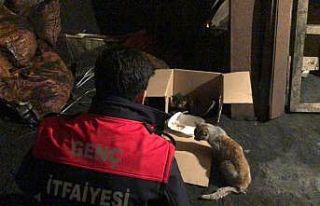 Yaralı kedi tedavi altına alındı