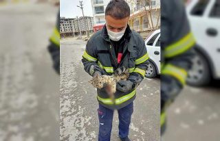 Yaralı kediye belediye şefkat eli uzattı