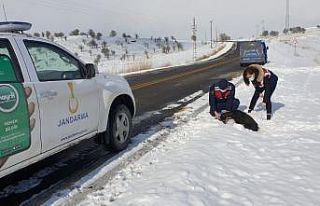 Yaralı köpeğin yardımına jandarma ekipleri yetişti