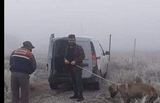 Yaralı köpek için seferber oldular