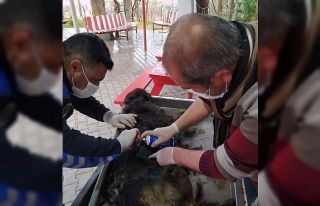 Yaralı köpek tedavi edilerek koruma altına alındı
