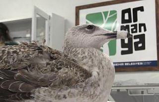 Yaralı martı Ormanya’da tedavi ediliyor