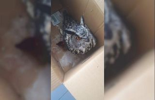 Yaralı puhu kuşu tedavi altına alındı